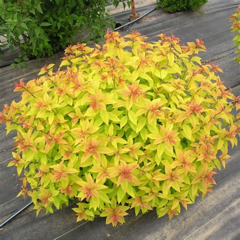 Спирея японская "Голдфлейм" ("Goldflame") - КедровЪ ГрадЪ - питомник ...