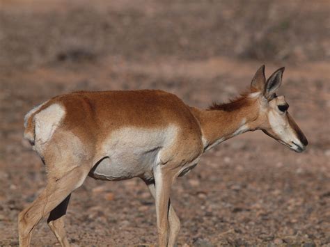 Sonoran Pronghorn | Animal Database | FANDOM powered by Wikia