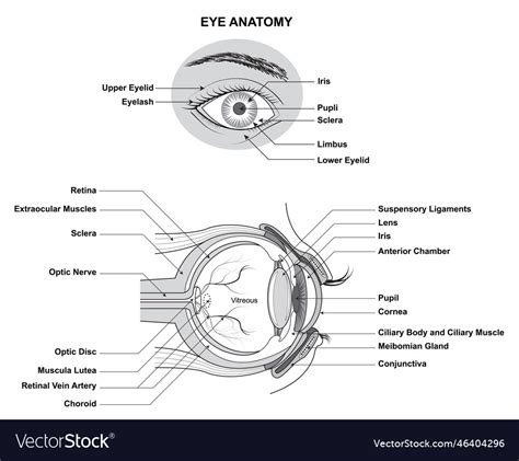 Eye Anatomy Of The Human Structure Royalty Free Vector Image