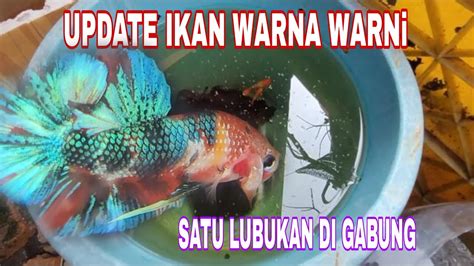 Ikan Cupang Patah Pinggang Bettafish Ikancupang Youtube