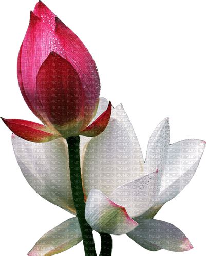 Lotus Lotus Pink White Flower Water Lily India Free Png