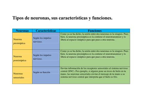 Tipos De Neuronas Neuronas Características Funciones Neurona