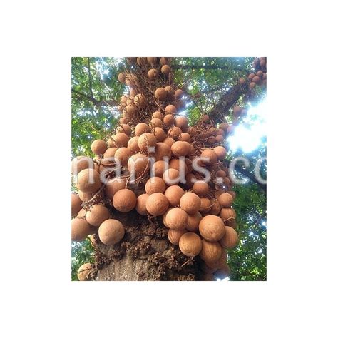 Buy Couroupita Guianensis Cannonball Tree With Canarius