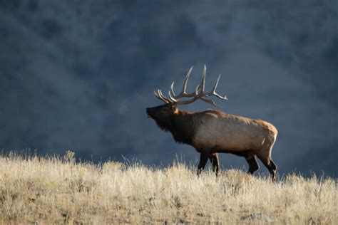 Bull Elk Hunting in Colorado | Guided Bull Elk Hunts at Rocking R Hunting