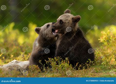 European Brown Bear Cubs Playing In The Forest Stock Image Image Of