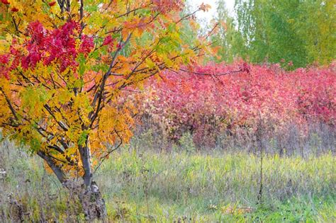 Paisajes Naturales Autumn Landscape Stai De Las Hojas Del Rojo Y Del