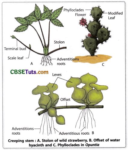 Vegetative Propagation in Plants - Characteristics and Types - CBSE Tuts