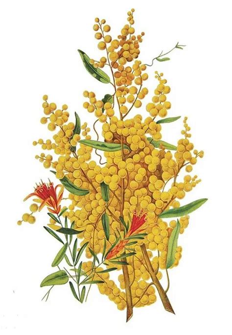 Golden Wattle Botanical Painting Realistic Flower Painting,custom ...