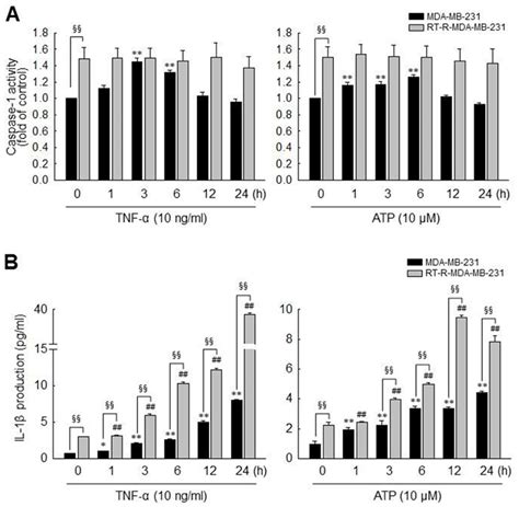 Mda Mb 231 Cells Exhibit Increased Caspase 1 Activity And Il 1β