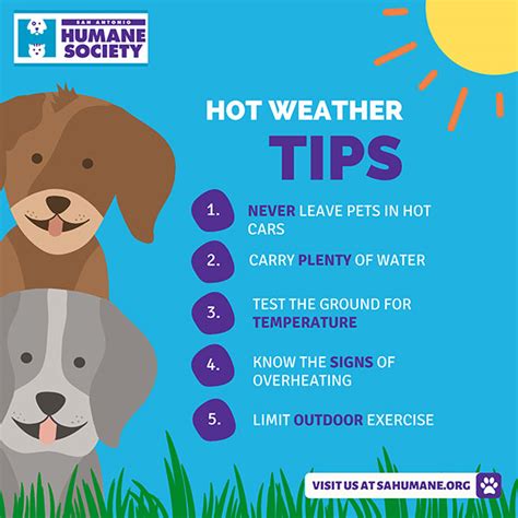 How Do Dogs Keep Cool In Hot Weather