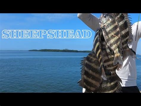 pesca de sheepshead con cangrejos la mejor época para su captura