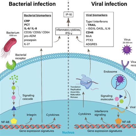 Comparative Illustration Between Bacterial And Viral Infection