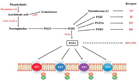 The Pathway For The Synthesis Of Prostaglandins Their Respective