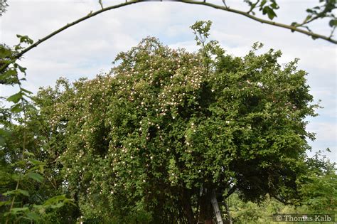 Rosa Canina Urzeitwald Waldhilsbach