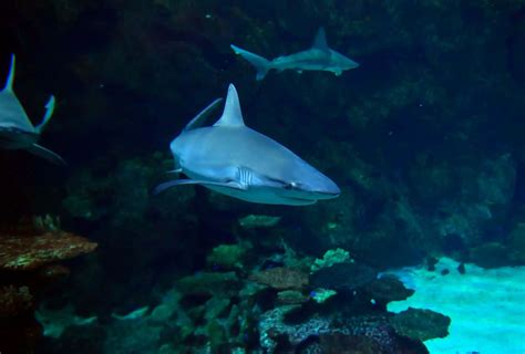 Shark Reef Aquarium - Discount Tickets, Hours, Mandalay Bay, Las Vegas