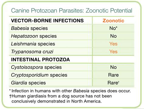 Parasite Protocols: Canine Protozoa | Today's Veterinary Practice