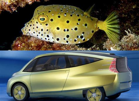 Biomimetic examples | EXPLORING BIOMIMICRY