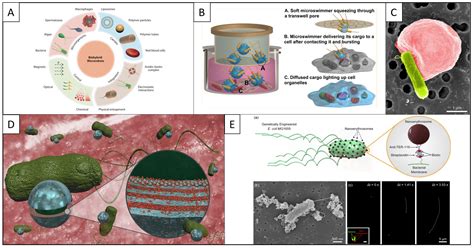 Bacteria Powered Biohybrid Microswimmers Physical Intelligence Max