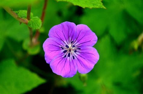 Trek To Valley Of Flowers Hemkund Sahib Tripoto