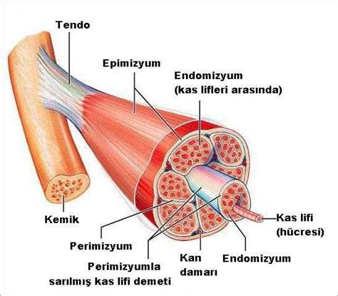 Hangi Kas Nerededir En Detayl Kas Anatomisi