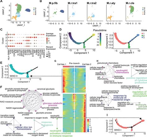 Subclustering And Pseudotime Analysis Of Macrophages In Meningiomas A Download Scientific