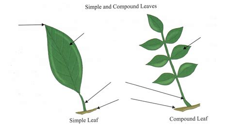 Biology - Simple and Compound Leaves Diagram | Quizlet