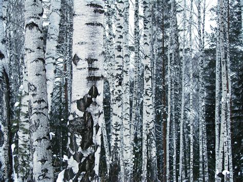 Fototapeta park drzewa nagi brzoza roślina Dekowizja pl