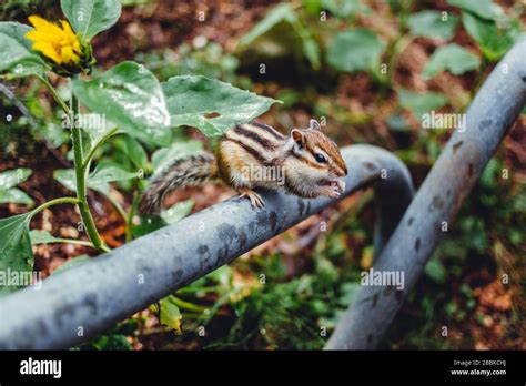 Chipmunk eating nuts at Japanese national park Stock Photo - Alamy