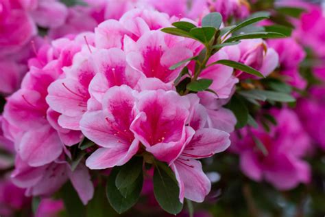 15 Amazing Shrubs For Shade - Sunny Home Gardens