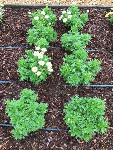 Argyranthemum Pure White Butterfly Truck Crops Trial Garden