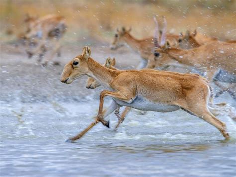 Saiga Female Running In The Water The Saiga Resource Centre