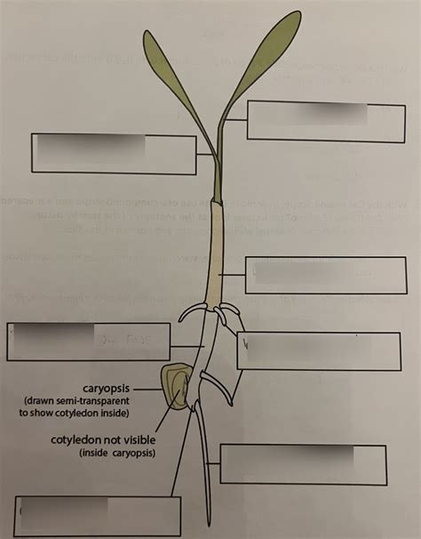 Botany Seed Quiz Diagram 4 Diagram Quizlet