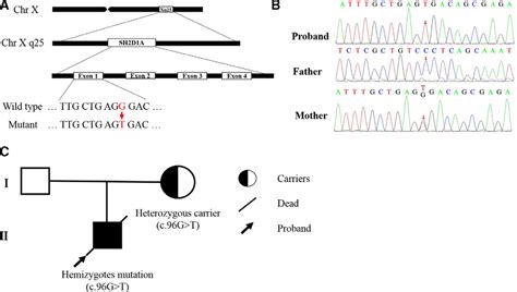 Identification of a hemizygous mutation c.96G > T in SH2D1A gene of the ...