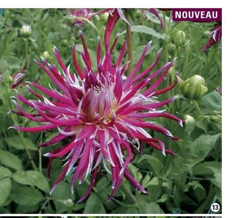 Catalogue Promesse De Fleurs PE 2015 Magenta Flowers Perennials Bloom