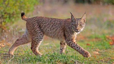 El lince Ibérico deja de estar clasificado como En Peligro y pasa a