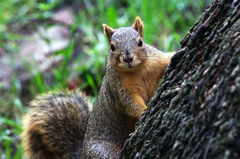 Fox Squirrel Wildlife Nature Free Photo On Pixabay Pixabay