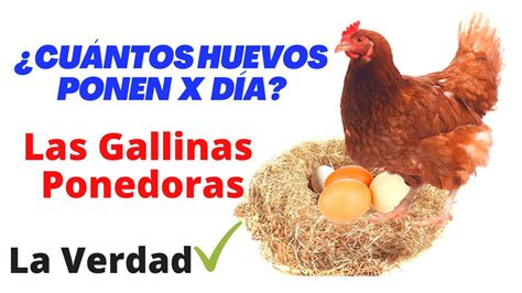 Cuantos Huevos Pone Una Gallina Ponedora por día YouTube