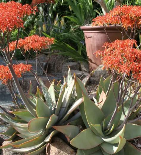 Aloe Striata Coral Aloe Succulent Guide