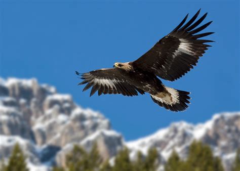 Monte Altissimo Un Aquila Reale Torna Il Libert News Trentino Tv