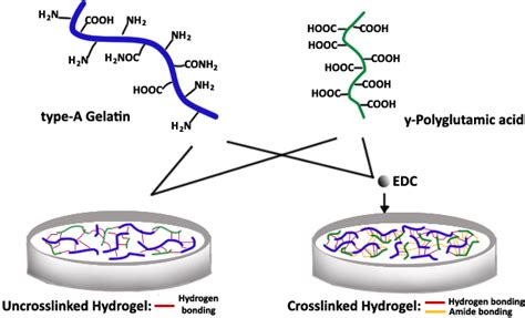 Polymers Free Full Text Synthesis Of Gelatin Polyglutamic Acid