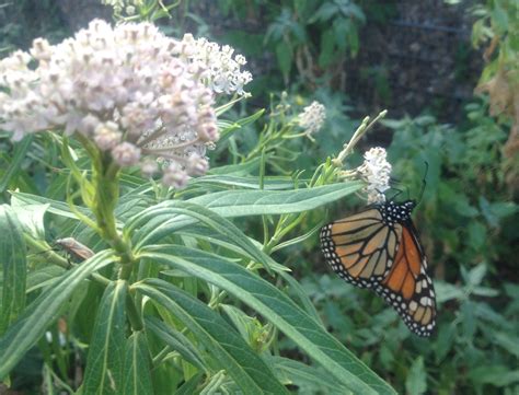 Migration Update: Monarch Butterfly EGGstravaganza on the Llano River