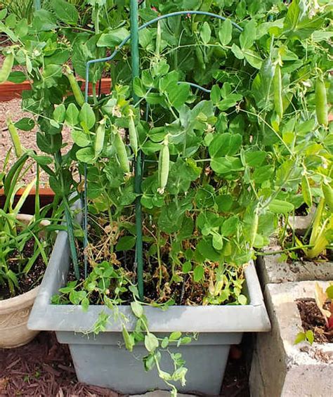 Container Gardening Snap Peas Fasci Garden