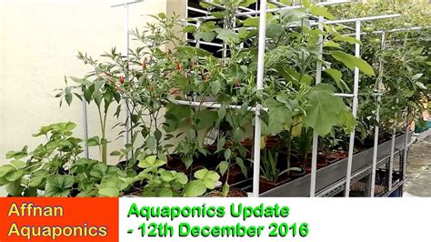 Affnans Aquaponics Update 12 Dec 2016 Youtube