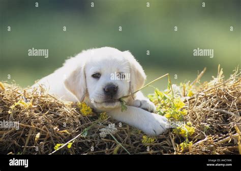 Labrador Retriever Canis Lupus Familiaris Puppy Lying On While