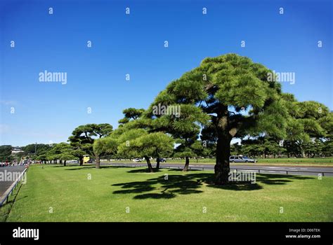 Japan, Tokyo Imperial Palace garden Stock Photo - Alamy