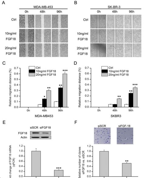 Effect Of Fgf18 On Migration Of Mda Mb 453 And Sk Br 3 Cells Breast