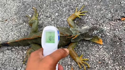 What Temperature Do Iguanas Freeze Iguana Hunting In Florida Youtube