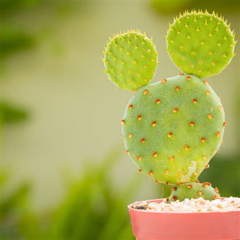 Opuntia Microdasys Como Cuidar Dicas De Plantio E Muito Mais