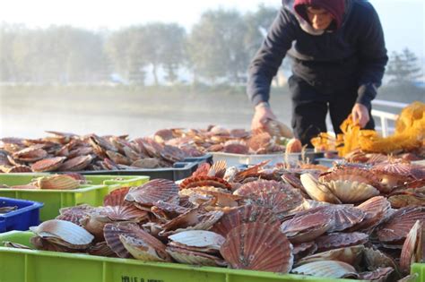 Fermeture de la pêche de la coquille Saint Jacques en zone Baie de