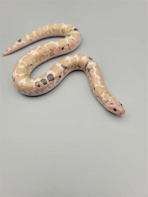 Paradox Snow Kenyan Sand Boa By Rufus Darden Reptiles Morphmarket